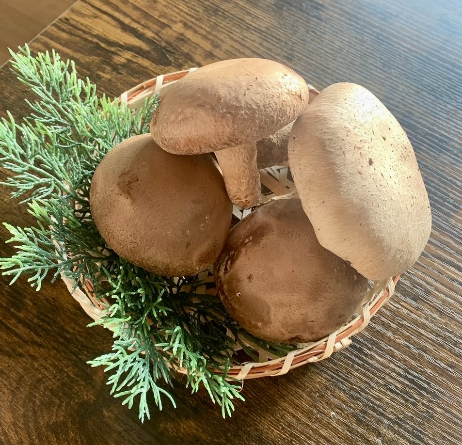 収穫した椎茸の商品イメージ