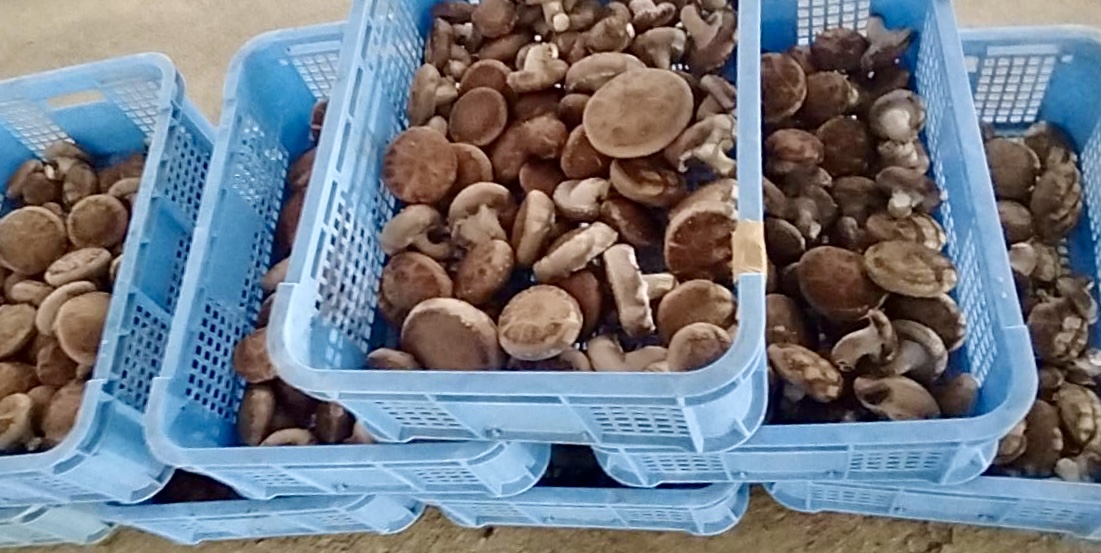収穫した椎茸が入った青いかご